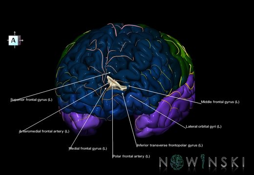 G8.T3.1-6 6.29.3-13.4-15.2.V7.C2.L1.Cerebrum-No sup trans frontopolar gyrus left-WM-Intracranial arteries