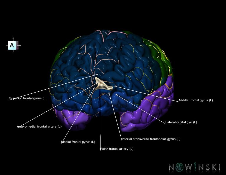 G8.T3.1-6_6.29.3-13.4-15.2.V7.C2.L1.Cerebrum-No_sup_trans_frontopolar_gyrus_left-WM-Intracranial_arteries.tiff