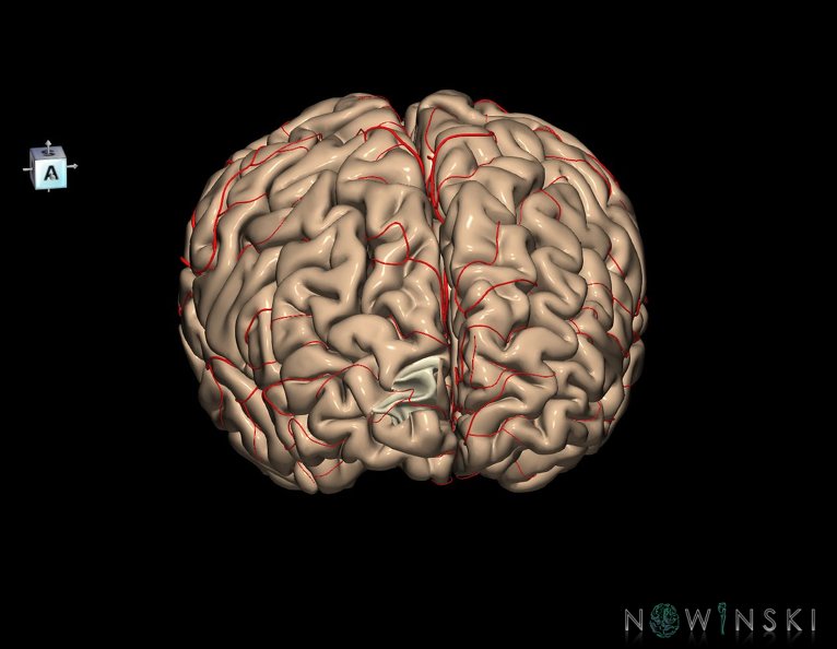 G8.T3.1-6_6.29.3-13.4-15.2.V8.C1.L0.Cerebrum-No_sup_trans_frontopolar_gyrus_right-WM-Intracranial_arteries.tiff