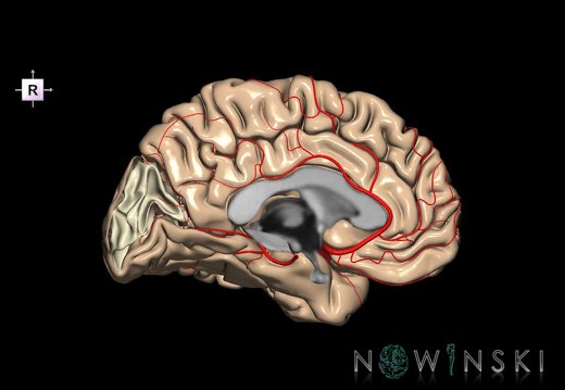 G8.T3.2-6 6.3-13.4-15.3.V4.C1.L0.Cerebrum-No cuneus left-White matter-Intracranial arteries