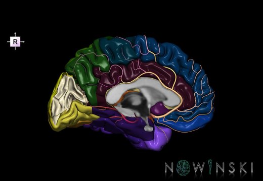 G8.T3.2-6 6.3-13.4-15.3.V4.C2.L0.Cerebrum-No cuneus left-White matter-Intracranial arteries