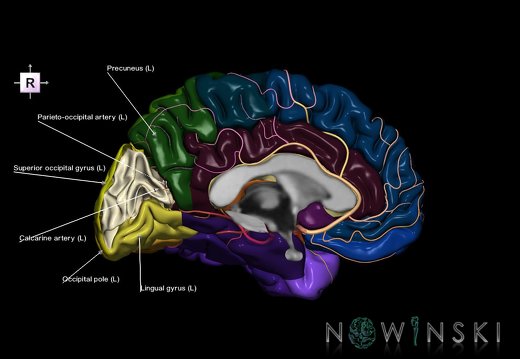 G8.T3.2-6 6.3-13.4-15.3.V4.C2.L1.Cerebrum-No cuneus left-White matter-Intracranial arteries