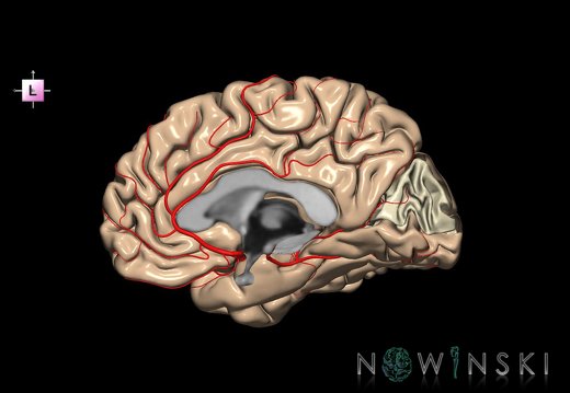 G8.T3.3-6 6.3-13.4-15.4.V2.C1.L0.Cerebrum-No cuneus right-White matter-Intracranial arteries