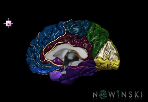 G8.T3.3-6 6.3-13.4-15.4.V2.C2.L0.Cerebrum-No cuneus right-White matter-Intracranial arteries