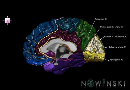 G8.T3.3-6 6.3-13.4-15.4.V2.C2.L1.Cerebrum-No cuneus right-White matter-Intracranial arteries
