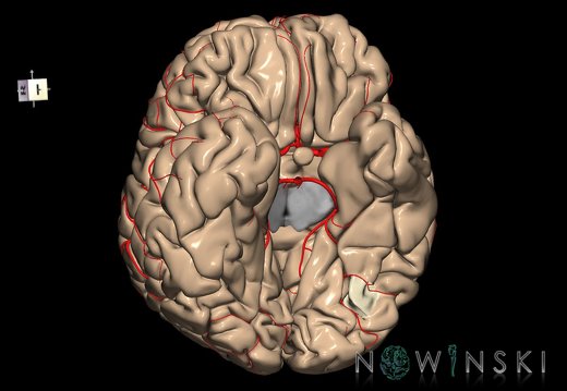 G8.T3.1-6 6.5.1-13.4-15.2.V7.C1.L0.Cerebrum-No fusiform gyrus occ left-WM-Intracranial arteries