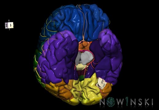 G8.T3.1-6 6.5.1-13.4-15.2.V7.C2.L0.Cerebrum-No fusiform gyrus occ left-WM-Intracranial arteries