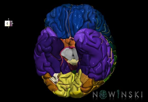 G8.T3.1-6 6.5.1-13.4-15.2.V8.C2.L0.Cerebrum-No fusiform gyrus occ right-WM-Intracranial arteries