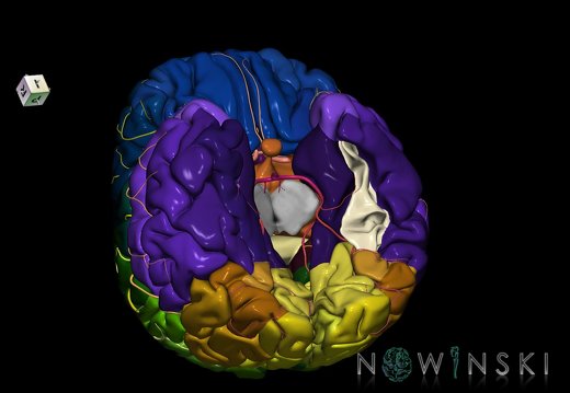 G8.T3.1-6 6.5.2-13.4-15.2.V7.C2.L0.Cerebrum-No fusiform gyrus temp left-WM-Intracranial arteries