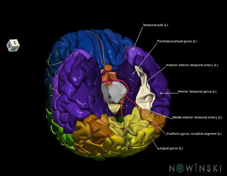 G8.T3.1-6_6.5.2-13.4-15.2.V7.C2.L1.Cerebrum-No_fusiform_gyrus_temp_left-WM-Intracranial_arteries.tiff