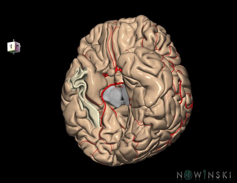 G8.T3.1-6_6.5.2-13.4-15.2.V8.C1.L0.Cerebrum-No_fusiform_gyrus_temp_right-WM-Intracranial_arteries.tiff
