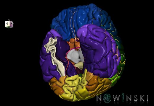 G8.T3.1-6 6.5.2-13.4-15.2.V8.C2.L0.Cerebrum-No fusiform gyrus temp right-WM-Intracranial arteries