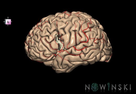 G8.T3.1-6 6.6.2-13.4-15.2.V7.C1.L0.Cerebrum-No inf frontal gyrus op left-WM-Intracranial arteries