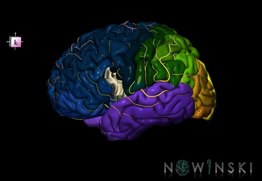G8.T3.1-6 6.6.2-13.4-15.2.V7.C2.L0.Cerebrum-No inf frontal gyrus op left-WM-Intracranial arteries