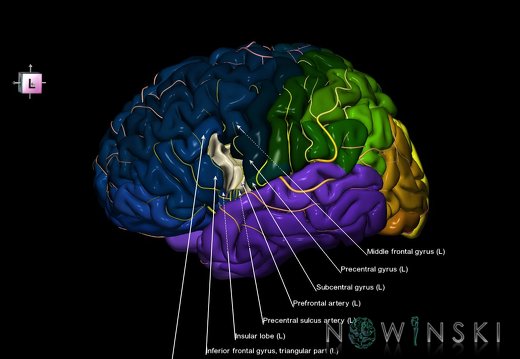 G8.T3.1-6 6.6.2-13.4-15.2.V7.C2.L1.Cerebrum-No inf frontal gyrus op left-WM-Intracranial arteries