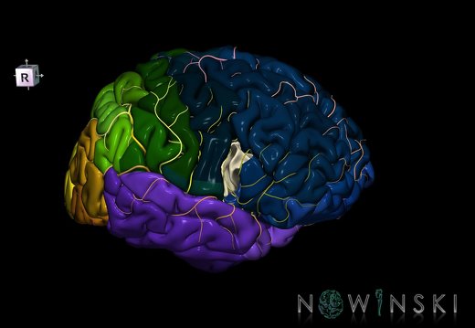 G8.T3.1-6 6.6.2-13.4-15.2.V8.C2.L0.Cerebrum-No inf frontal gyrus op right-WM-Intracranial arteries