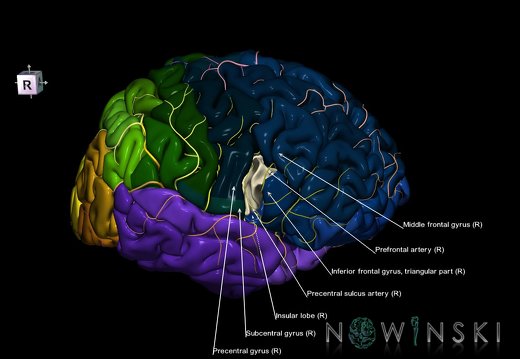 G8.T3.1-6 6.6.2-13.4-15.2.V8.C2.L1.Cerebrum-No inf frontal gyrus op right-WM-Intracranial arteries