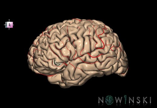 G8.T3.1-6 6.6.3-13.4-15.2.V7.C1.L0.Cerebrum-No inf frontal gyrus or left-WM-Intracranial arteries