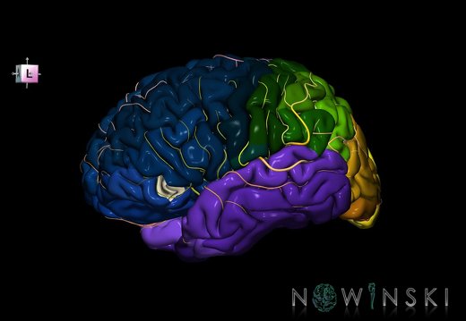 G8.T3.1-6 6.6.3-13.4-15.2.V7.C2.L0.Cerebrum-No inf frontal gyrus or left-WM-Intracranial arteries