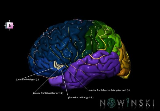G8.T3.1-6 6.6.3-13.4-15.2.V7.C2.L1.Cerebrum-No inf frontal gyrus or left-WM-Intracranial arteries
