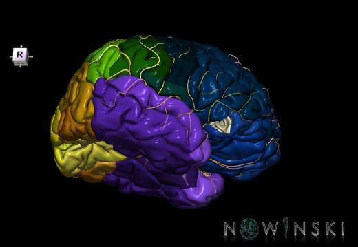 G8.T3.1-6 6.6.3-13.4-15.2.V8.C2.L0.Cerebrum-No inf frontal gyrus or right-WM-Intracranial arteries