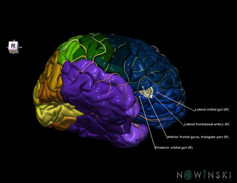G8.T3.1-6_6.6.3-13.4-15.2.V8.C2.L1.Cerebrum-No_inf_frontal_gyrus_or_right-WM-Intracranial_arteries.tiff
