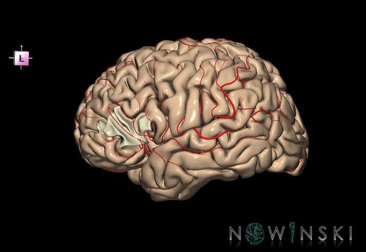 G8.T3.1-6 6.6.4-13.4-15.2.V7.C1.L0.Cerebrum-No inf frontal gyrus tr left-WM-Intracranial arteries