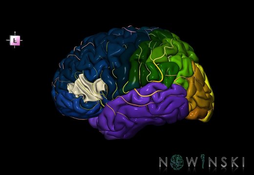 G8.T3.1-6 6.6.4-13.4-15.2.V7.C2.L0.Cerebrum-No inf frontal gyrus tr left-WM-Intracranial arteries