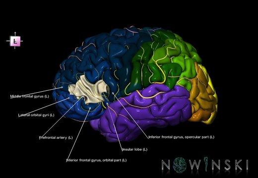 G8.T3.1-6 6.6.4-13.4-15.2.V7.C2.L1.Cerebrum-No inf frontal gyrus tr left-WM-Intracranial arteries