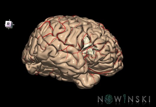G8.T3.1-6 6.6.4-13.4-15.2.V8.C1.L0.Cerebrum-No inf frontal gyrus tr right-WM-Intracranial arteries