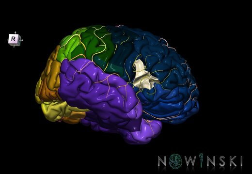 G8.T3.1-6 6.6.4-13.4-15.2.V8.C2.L0.Cerebrum-No inf frontal gyrus tr right-WM-Intracranial arteries