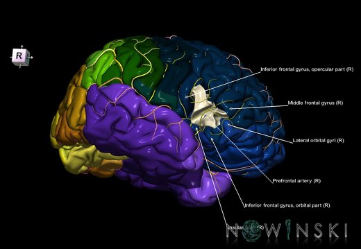 G8.T3.1-6 6.6.4-13.4-15.2.V8.C2.L1.Cerebrum-No inf frontal gyrus tr right-WM-Intracranial arteries