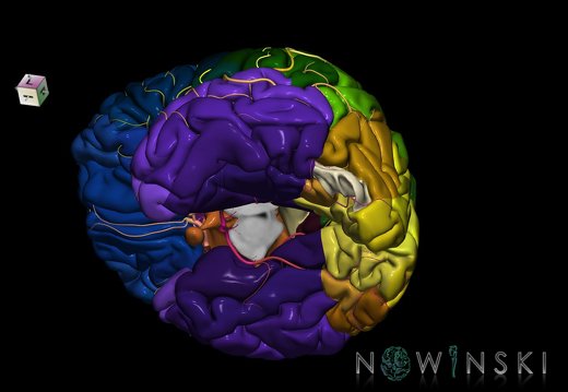 G8.T3.1-6 6.7-13.4-15.2.V7.C2.L0.Cerebrum-No inf occipital gyrus left-WM-Intracranial arteries
