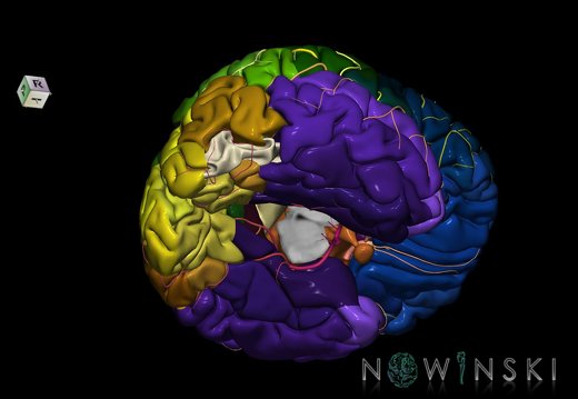 G8.T3.1-6 6.7-13.4-15.2.V8.C2.L0.Cerebrum-No inf occipital gyrus right-WM-Intracranial arteries