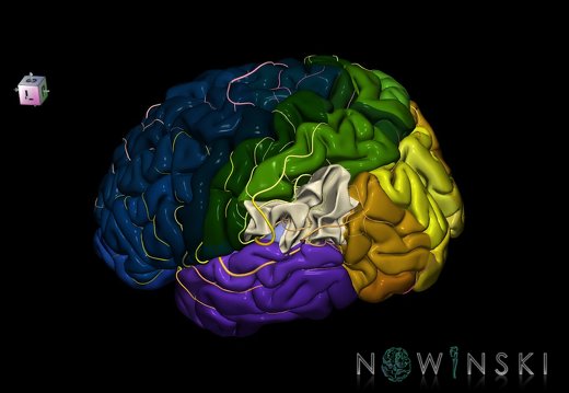 G8.T3.1-6 6.8-13.4-15.2.V7.C2.L0.Cerebrum-No inf parietal lobule left-WM-Intracranial arteries