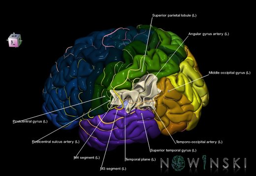 G8.T3.1-6 6.8-13.4-15.2.V7.C2.L1.Cerebrum-No inf parietal lobule left-WM-Intracranial arteries