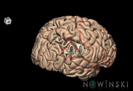 G8.T3.1-6 6.8-13.4-15.2.V8.C1.L0.Cerebrum-No inf parietal lobule right-WM-Intracranial arteries