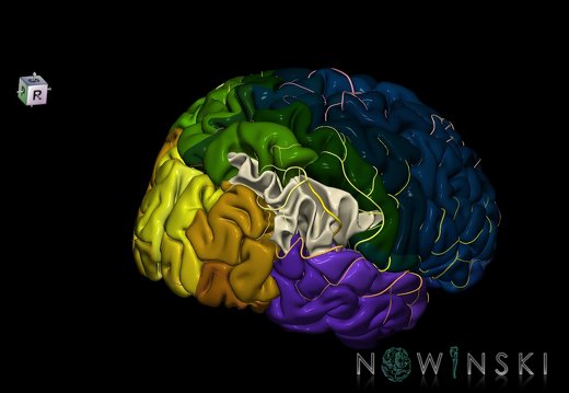 G8.T3.1-6 6.8-13.4-15.2.V8.C2.L0.Cerebrum-No inf parietal lobule right-WM-Intracranial arteries