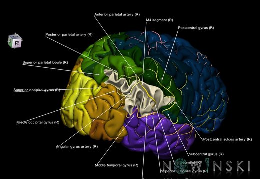 G8.T3.1-6 6.8-13.4-15.2.V8.C2.L1.Cerebrum-No inf parietal lobule right-WM-Intracranial arteries