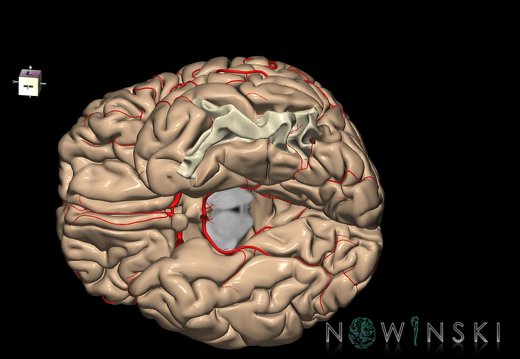 G8.T3.1-6 6.9-13.4-15.2.V7.C1.L0.Cerebrum-No inf temporal gyrus left-WM-Intracranial arteries