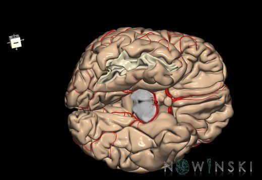 G8.T3.1-6 6.9-13.4-15.2.V8.C1.L0.Cerebrum-No inf temporal gyrus right-WM-Intracranial arteries