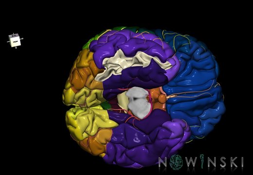 G8.T3.1-6 6.9-13.4-15.2.V8.C2.L0.Cerebrum-No inf temporal gyrus right-WM-Intracranial arteries