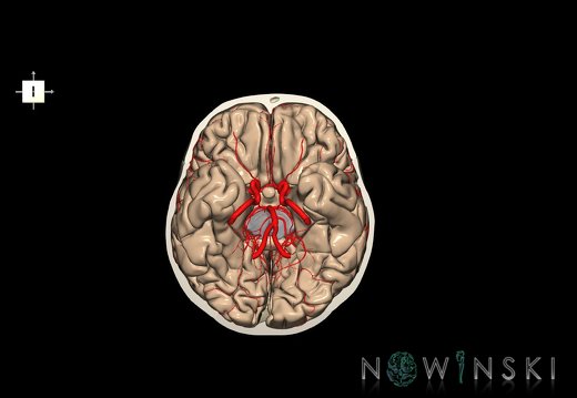 G8.T3.1-15.2-22.2 22.3.V6.C1.L0.Cerebrum-Intracranial arteries-Neurocranium-No skull base