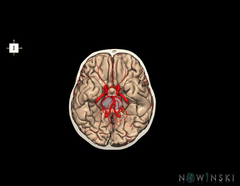 G8.T3.1-15.2-22.2_22.3.V6.C1.L0.Cerebrum-Intracranial_arteries-Neurocranium-No_skull_base.tiff