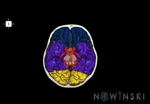 G8.T3.1-15.2-22.2 22.3.V6.C2.L0.Cerebrum-Intracranial arteries-Neurocranium-No skull base