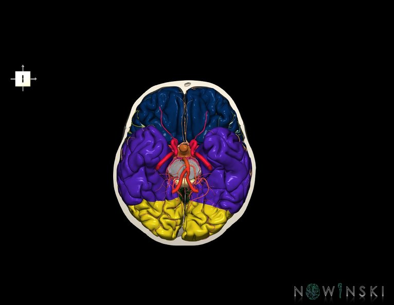 G8.T3.1-15.2-22.2_22.3.V6.C2.L0.Cerebrum-Intracranial_arteries-Neurocranium-No_skull_base.tiff
