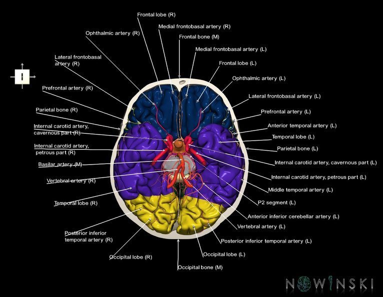 G8.T3.1-15.2-22.2_22.3.V6.C2.L1.Cerebrum-Intracranial_arteries-Neurocranium-No_skull_base.tiff