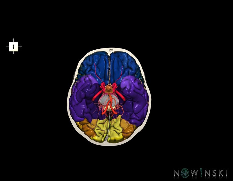 G8.T3.1-15.2-22.2_22.3.V6.C3-2.L0.Cerebrum-Intracranial_arteries-Neurocranium-No_skull_base.tiff