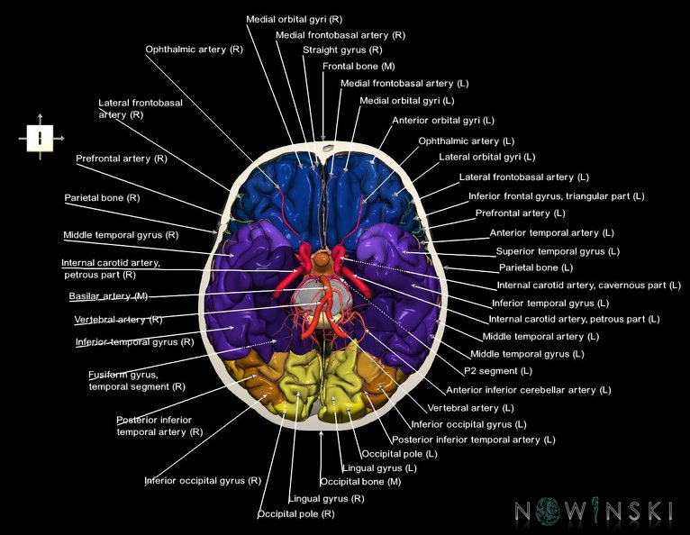 G8.T3.1-15.2-22.2_22.3.V6.C3-2.L1.Cerebrum-Intracranial_arteries-Neurocranium-No_skull_base.tiff