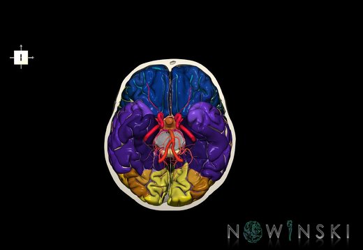 G8.T3.1-15.2-22.2 22.3.V6.C4-2.L0.Cerebrum-Intracranial arteries-Neurocranium-No skull base